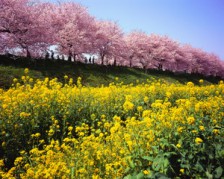 Cherry Blossoms and Rape Blossoms